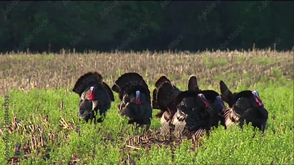 Wild turkeys in the fields.