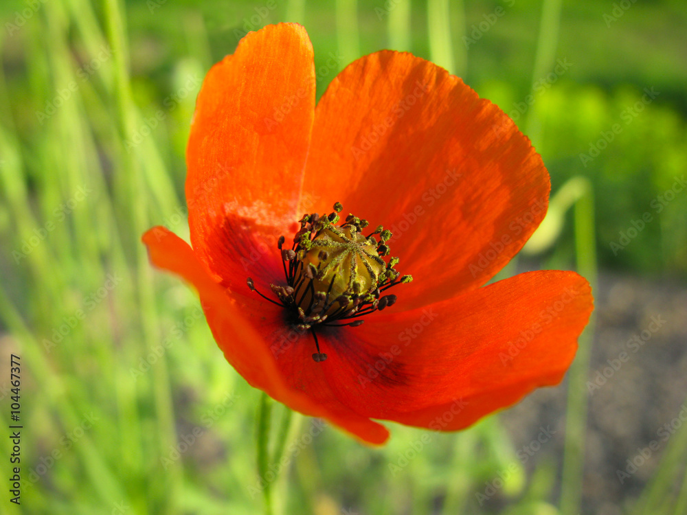 flower Poppy, springtime, Scarlet, blooming Close-up flower Poppy, springtime, Scarlet, blooming Close-up