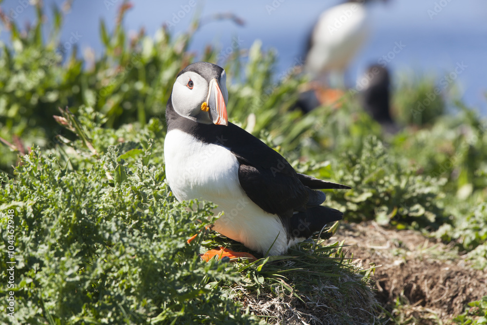 Naklejka premium Puffin. A puffin sits in the grass.