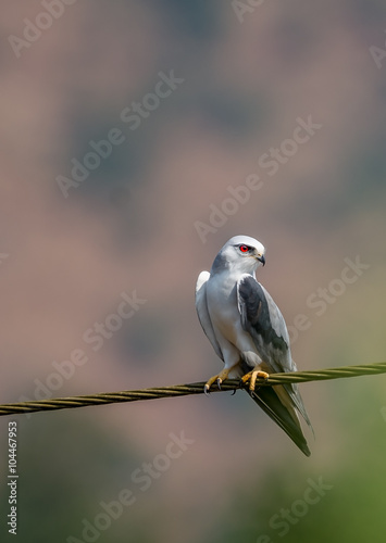 Black shouldered kite perched with nice brownish green background
