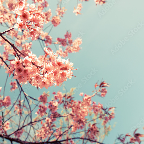 Vintage cherry blossom - sakura flower. nature background  (retro filter effect color)