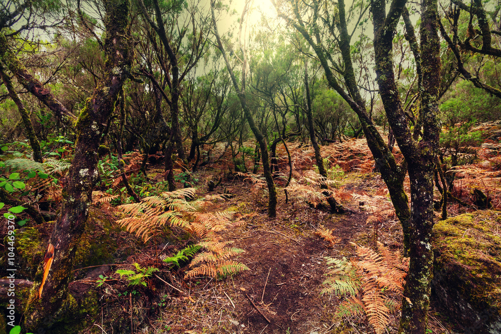 Obraz premium Forest in Madeira