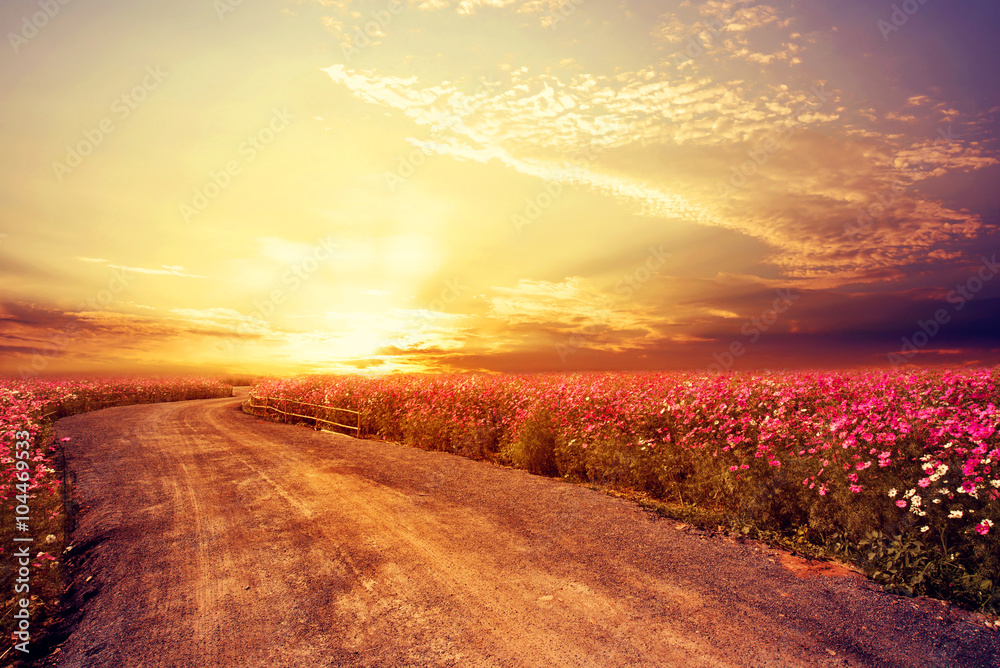 Landscape of beautiful cosmos flower field in sky sunset, vintage and retro  filter effect style Stock Photo | Adobe Stock