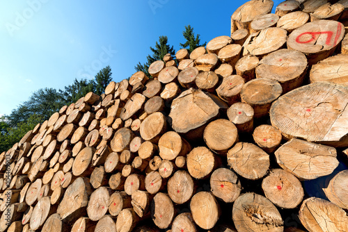 Wooden Logs with Pines Trees   Trunks of trees cut and stacked in the foreground  green pine in the background with blue sky