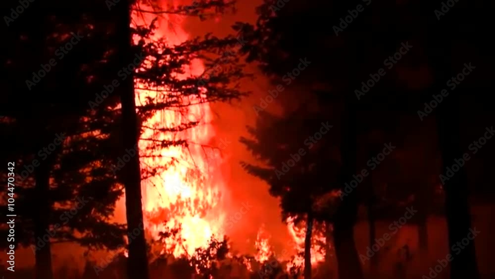 A huge forest fire burns trees. A huge forest fire burns trees.