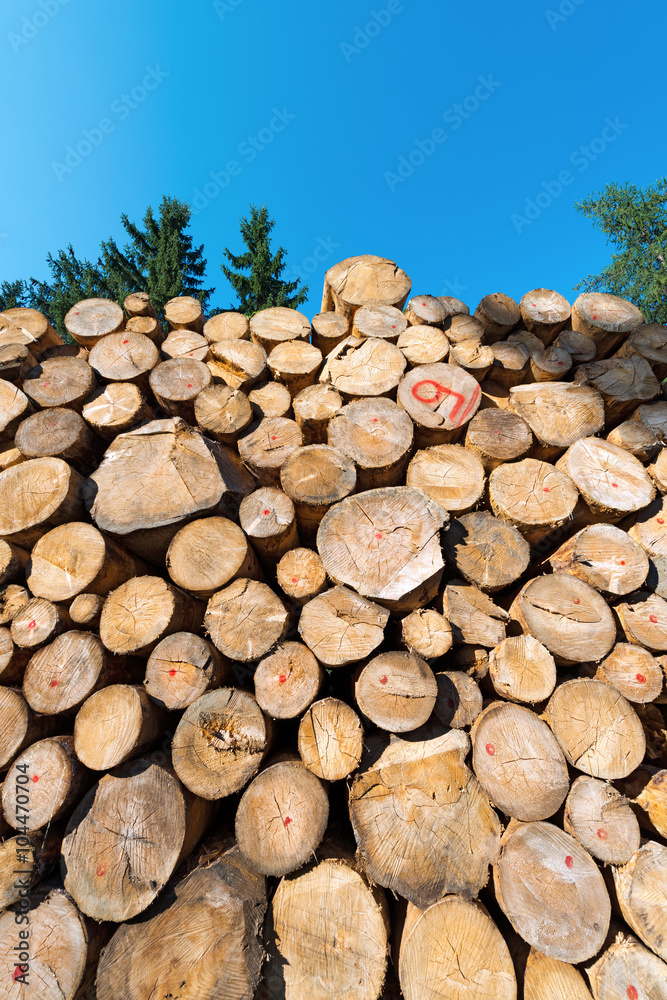 Wooden Logs with Pines Trees / Trunks of trees cut and stacked in the foreground, green pine in the background with blue sky