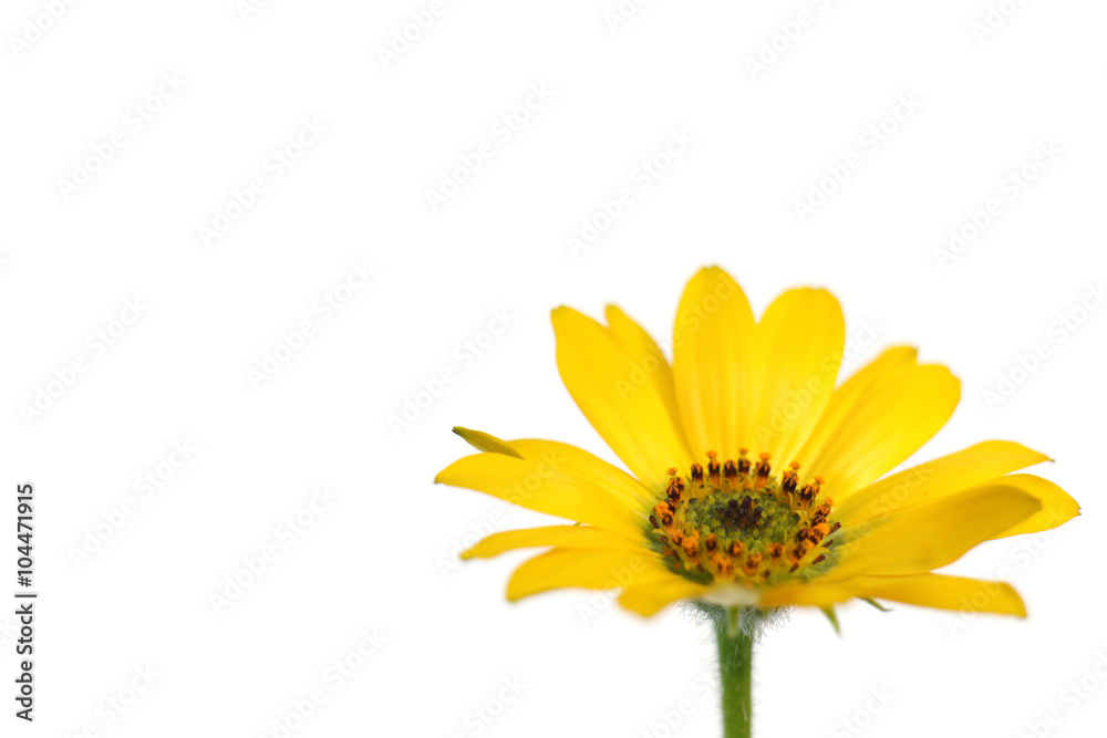 Fototapeta premium yellow African daisy full bloom in the white