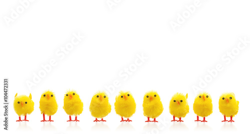 Abundance of easter chicks on a row photo