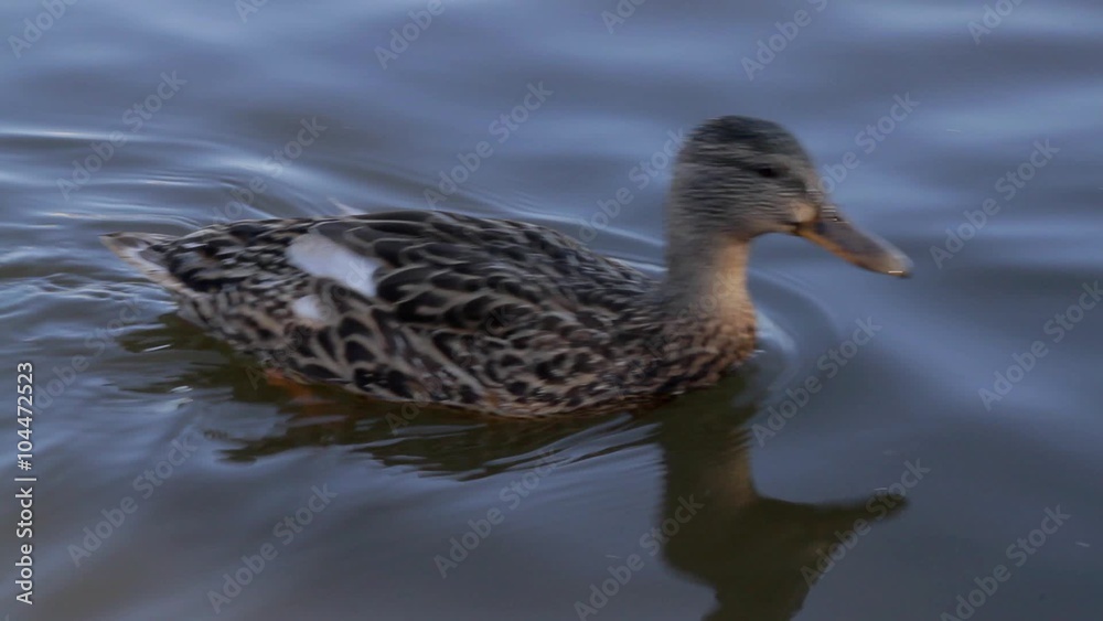 duck is swimming on a lake duck is swimming on a lake