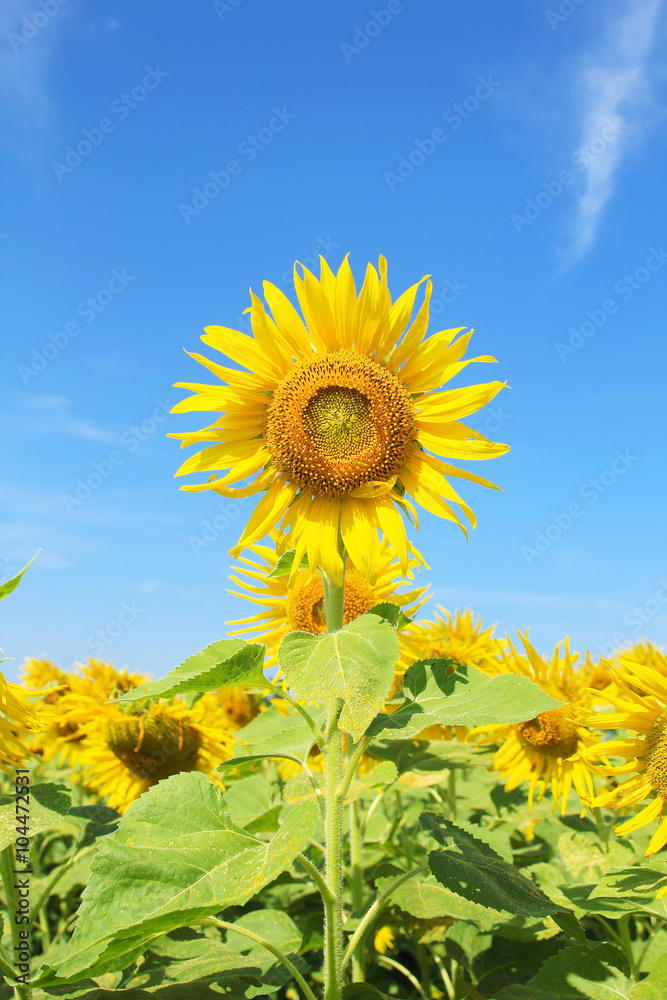 Obraz premium Sunflowers in nature
