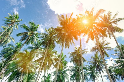 Palm trees with sun at the zenith and blue sky taken in El Nido  Palawan a Philippine attraction - Popular concept of tropical holidays - © akhenatonimages