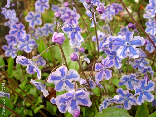 Siberian Bugloss  starry  intense blue blooms with white edges  Siberian Bugloss  Brunnera macrophylla   Starry Eyes  