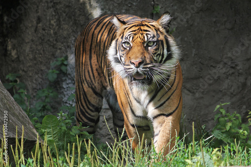 Sumatran Tiger in the Warsaw Zoo. Sunny summer day.