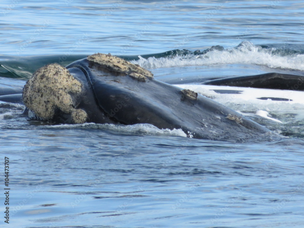 Fototapeta premium Head of a Southern Right Whale in Hermanus