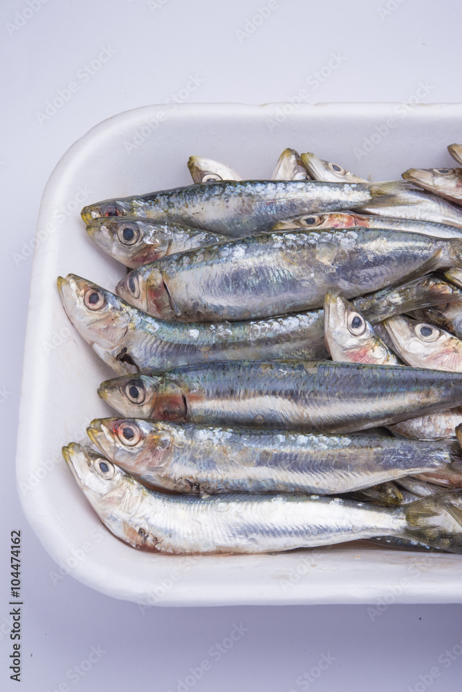 Fresh raw sardines in a white polystyrene food box isolated on w Fresh raw sardines in a white polystyrene food box isolated on w