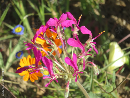 Purple wild flower in Namaqualand
