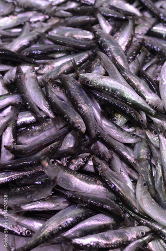 port de sète, sardines