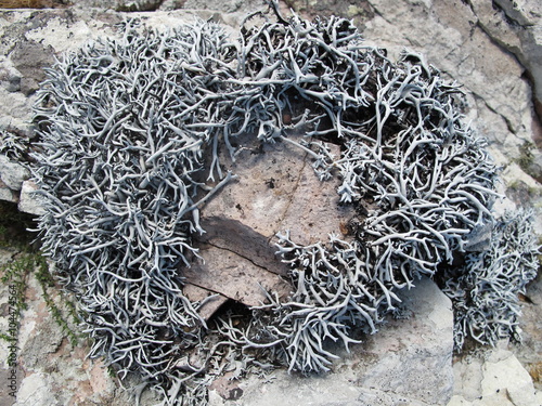 Lichen