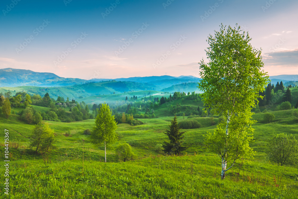 Birch trees on a green hill Birch trees on a green hill