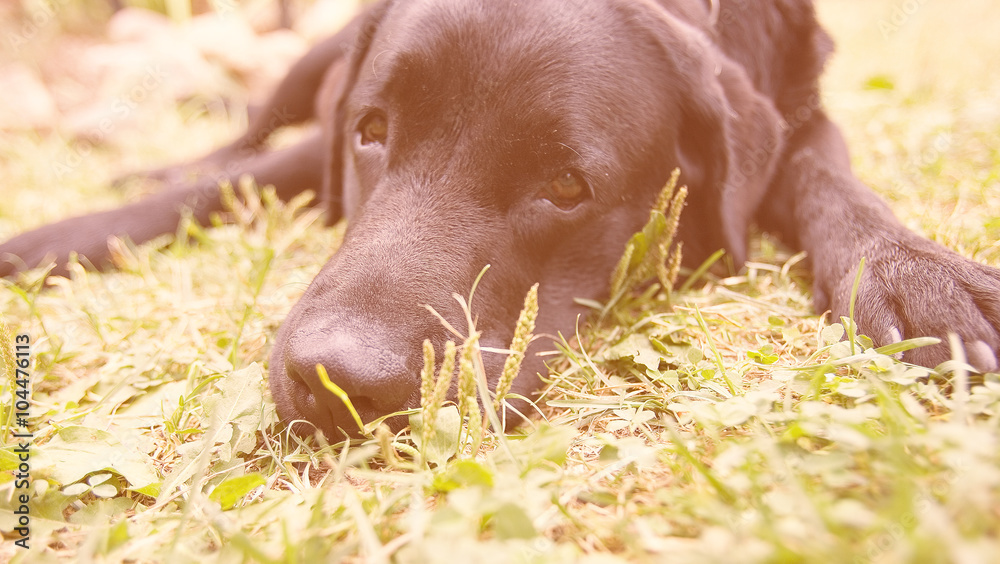 Adorable Labrador Retriever lying in the sun (retro style, with focus on the nose) Adorable Labrador Retriever lying in the sun (retro style, with focus on the nose)