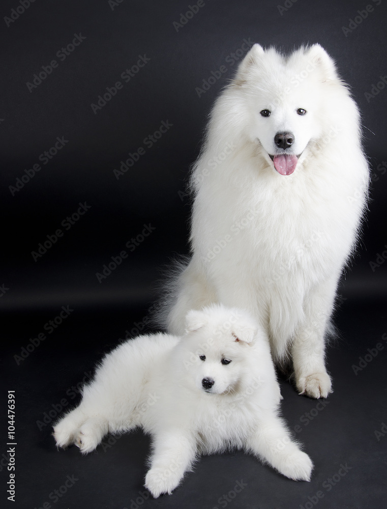 Two Samoyed dogs (on a black background)