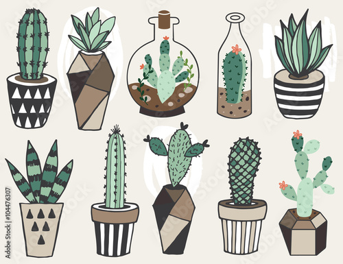Vector set with succulents flowers and glass terrariums.