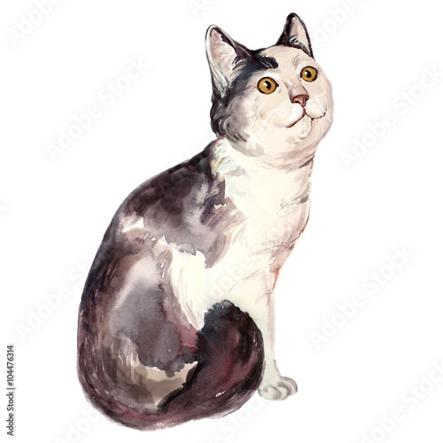 Watercolor illustration of ugly cat looking confused photo