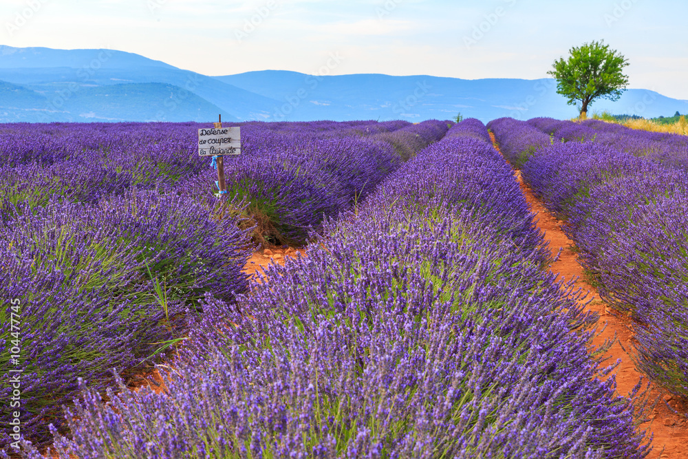 Naklejka premium Lavender field summer landscape near Sault