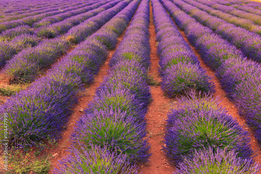 Fototapeta premium Lavender field summer landscape near Sault