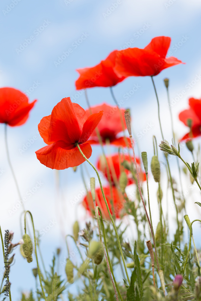 Obraz premium Kwiat maku