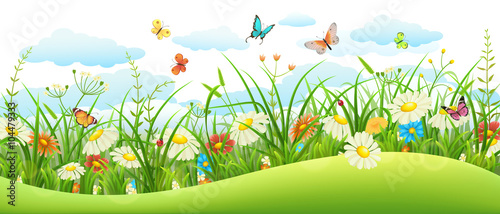 Summer landscape banner with meadow flowers, grass and butterflies