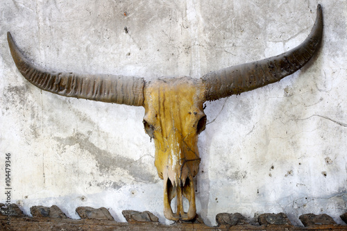 Buffalo skull on old wall
