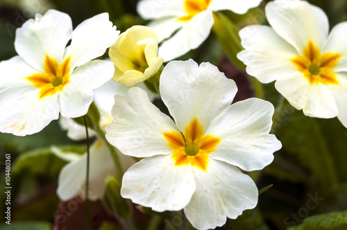 white primrose © kalmukanin