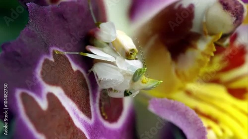 Macro shot of an Orchard Mantis eating a green bug on a flower. photo