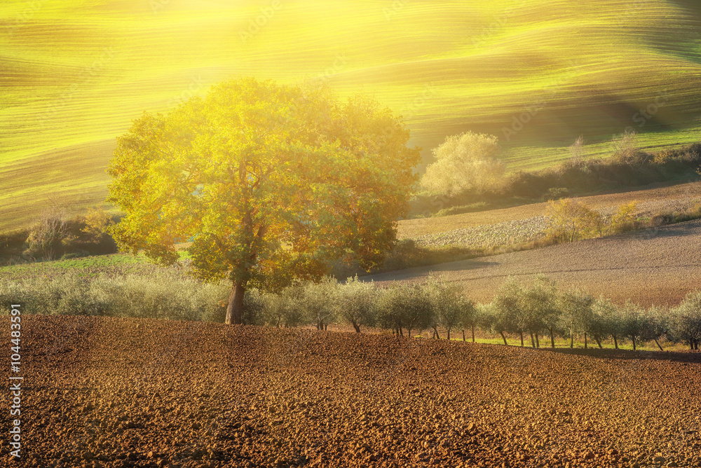 Tuscan fields and  trees in a beautiful valley, natural outdoor sunny landscape background