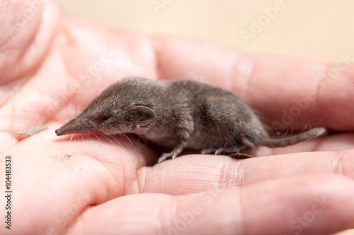 shrew mouse photo