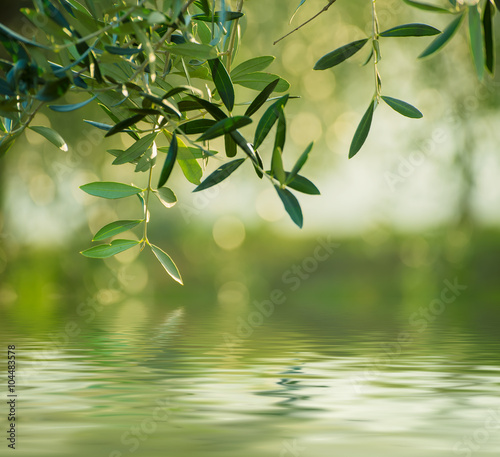 Olive tree with leaves, natural  agricultural food  background with water reflection