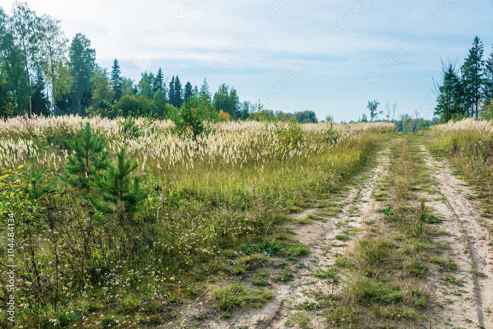 Forest road in early fall.