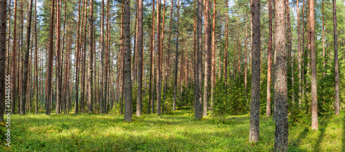 Fototapeta Naklejka Na Ścianę i Meble -  Panoramic view of fir forest on a summer day