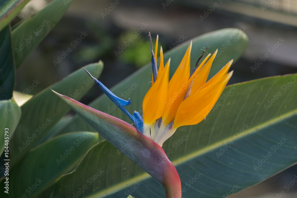 Obraz premium Strelitzie, Strelitzia