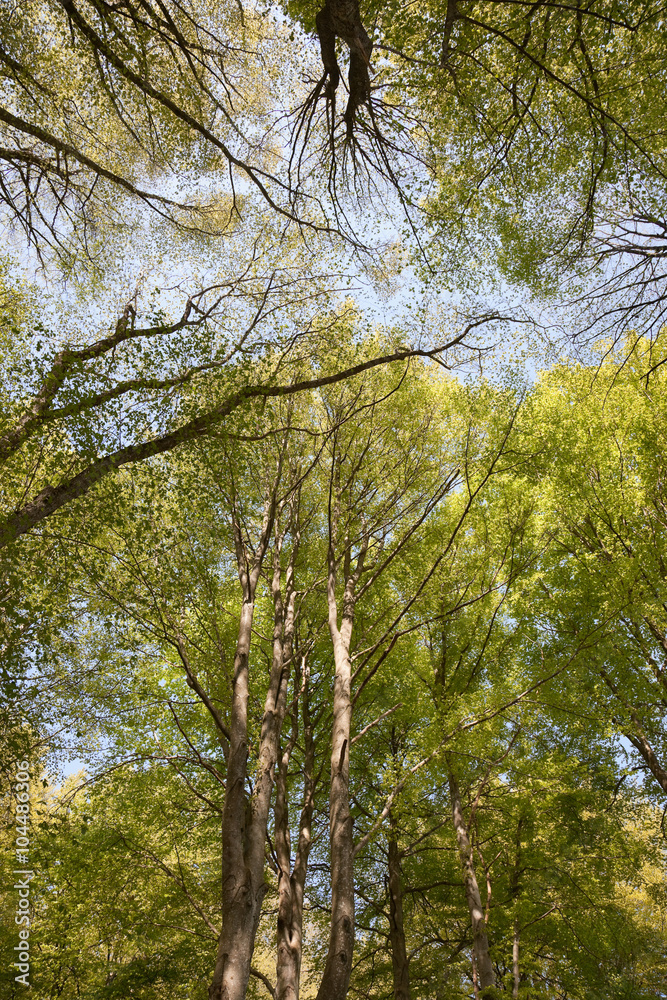 Fototapeta premium Beech Forest