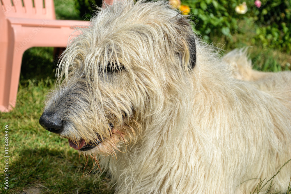 Portrait of beauty Irish wolfhound dog posing in the garden Portrait of beauty Irish wolfhound dog posing in the garden
