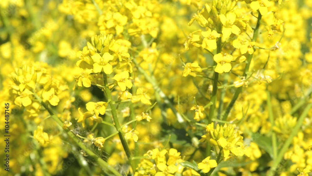 Yellow rape oilseed flowers in the field in spring. Yellow rape oilseed flowers in the field in spring.