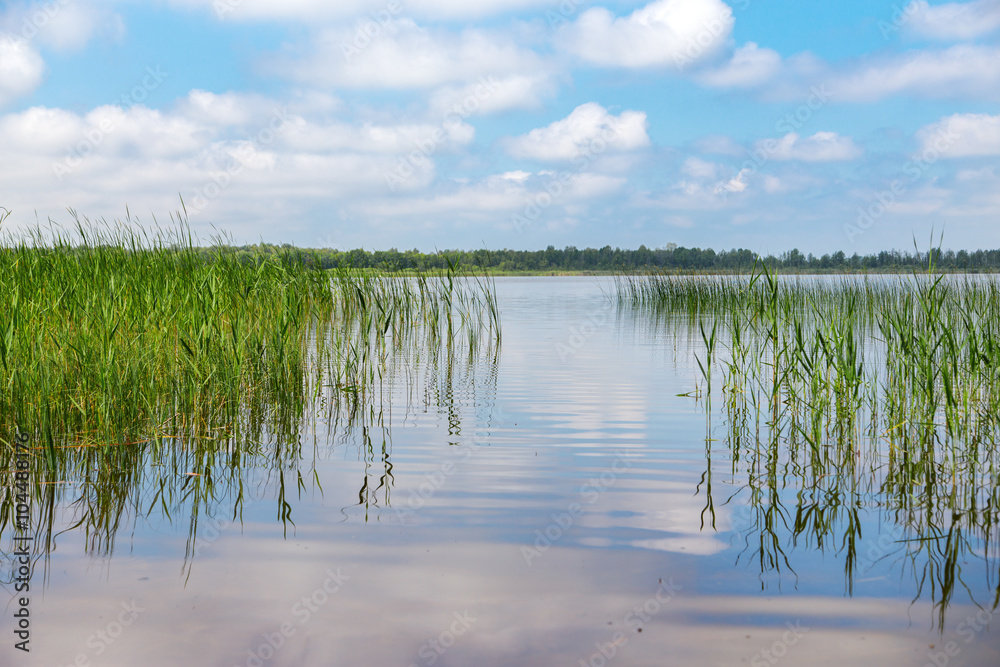 Fototapeta premium pond and water plants at summer day
