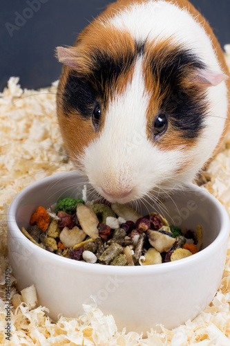 Guinea pig eating food closeup