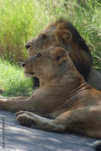 coppia di leoni mschio e femmina