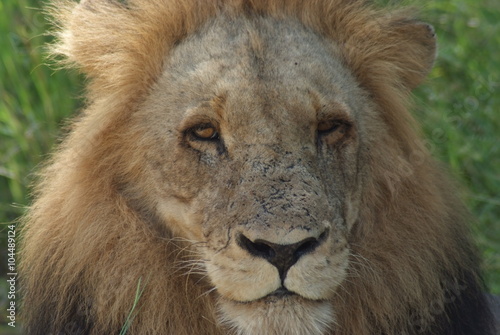 leone nella savana sudafrica