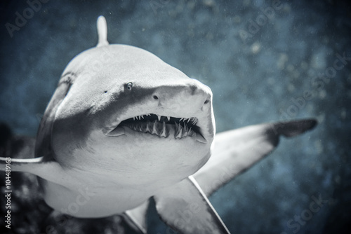 Shark floating in water.