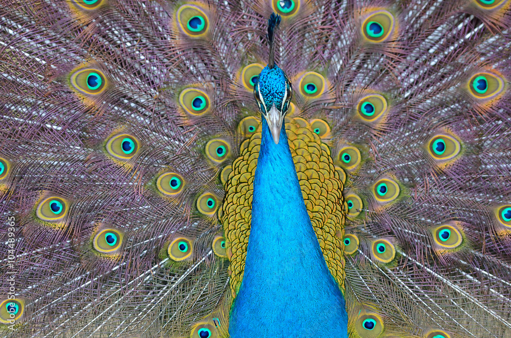 Obraz premium Portrait of beautiful peacock with feathers out..