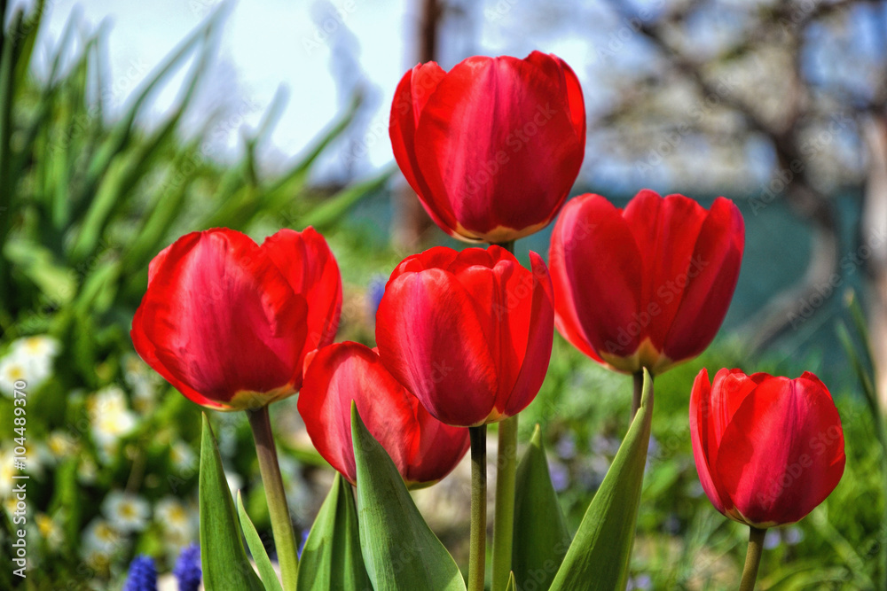 Beautiful flowering red tulips in the garden in springtime Beautiful flowering red tulips in the garden in springtime